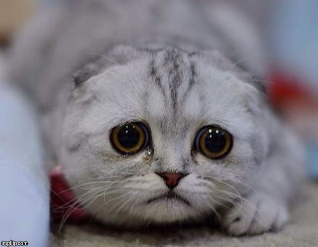sad kitty | image tagged in sad kitty | made w/ Imgflip meme maker