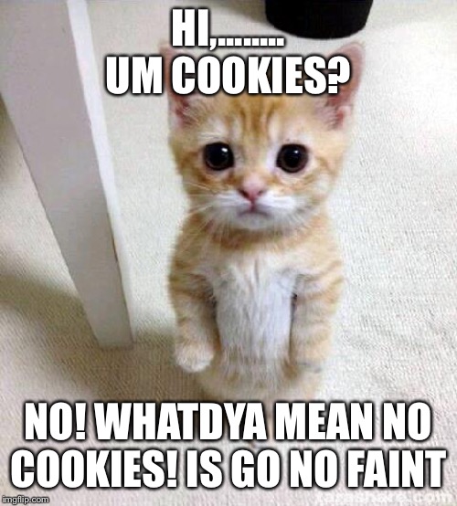 Cute Cat Meme | HI,........ UM COOKIES? NO! WHATDYA MEAN NO COOKIES! IS GO NO FAINT | image tagged in memes,cute cat | made w/ Imgflip meme maker