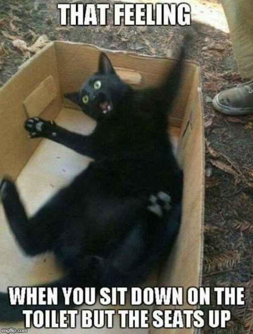whoah! | image tagged in cat humor,toilet seat up,surprise | made w/ Imgflip meme maker