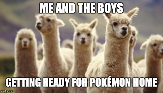 llamas | ME AND THE BOYS; GETTING READY FOR POKÉMON HOME | image tagged in llamas | made w/ Imgflip meme maker