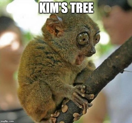 A BRANCH??? | KIM'S TREE | image tagged in a branch | made w/ Imgflip meme maker