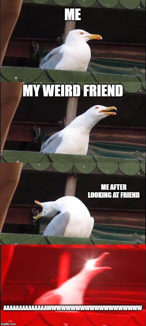 Inhaling Seagull | ME; MY WEIRD FRIEND; ME AFTER LOOKING AT FRIEND; AAAAAAAAAAAAAAWWWWWWWWWWWWWWWWWWWW | image tagged in memes,inhaling seagull | made w/ Imgflip meme maker