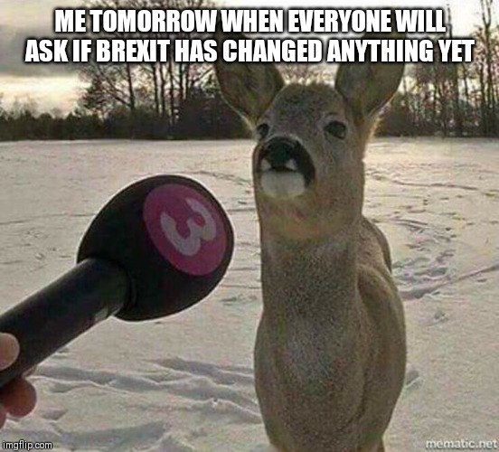 Deer interviewed | ME TOMORROW WHEN EVERYONE WILL ASK IF BREXIT HAS CHANGED ANYTHING YET | image tagged in deer interviewed | made w/ Imgflip meme maker