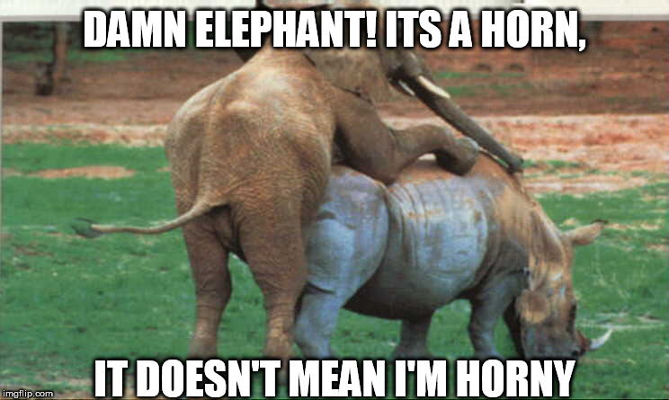 DAMN ELEPHANT! ITS A HORN, IT DOESN'T MEAN I'M HORNY | made w/ Imgflip meme maker