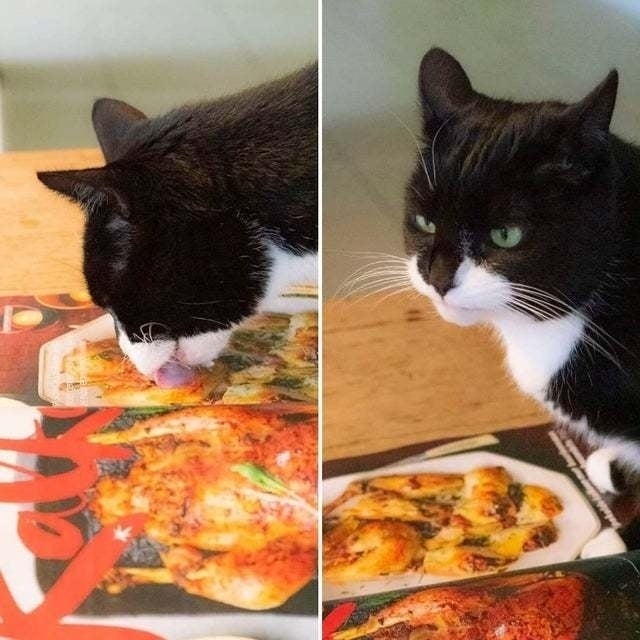 cat licking fake food Blank Meme Template