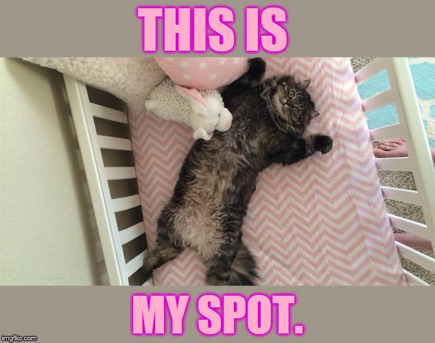But I Thought | THIS IS; MY SPOT. | image tagged in memes,cat,crib,this,my,spot | made w/ Imgflip meme maker
