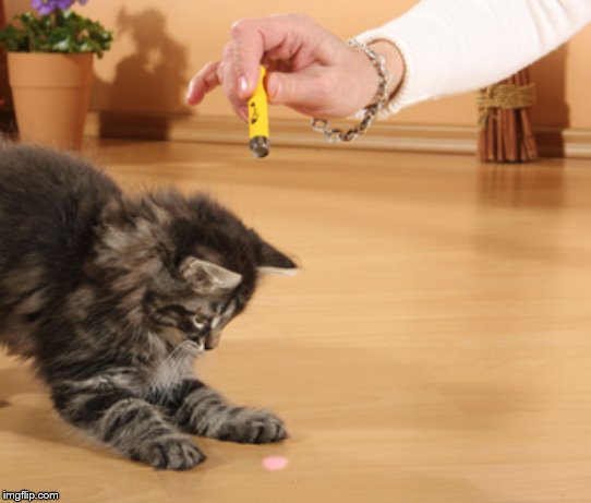 online laser pointer for cats