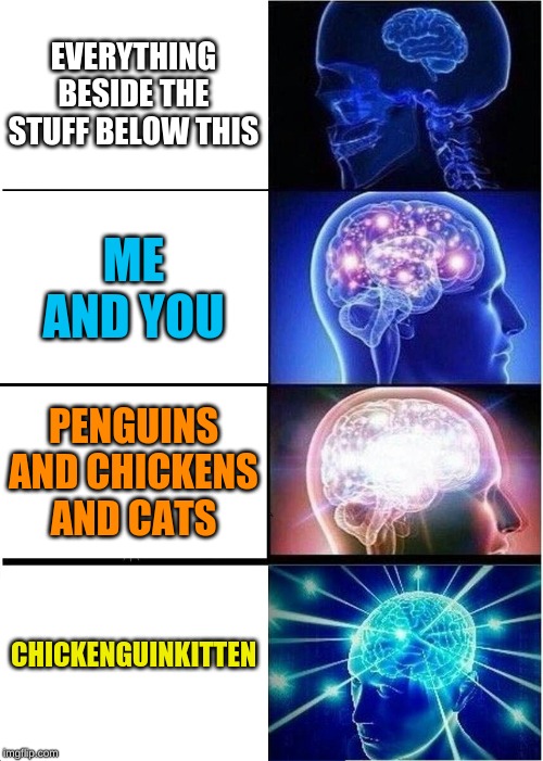 penguins | EVERYTHING BESIDE THE STUFF BELOW THIS; ME AND YOU; PENGUINS AND CHICKENS AND CATS; CHICKENGUINKITTEN | image tagged in animals | made w/ Imgflip meme maker