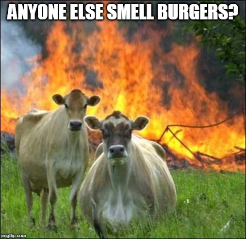 Evil Cows Meme | ANYONE ELSE SMELL BURGERS? | image tagged in memes,evil cows | made w/ Imgflip meme maker