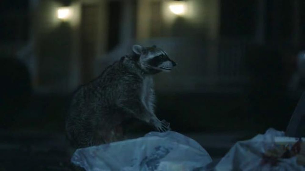 Geico Raccoon Blank Meme Template