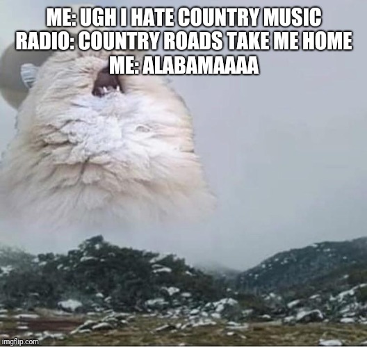 Country Roads Cat | ME: UGH I HATE COUNTRY MUSIC
RADIO: COUNTRY ROADS TAKE ME HOME
ME: ALABAMAAAA | image tagged in country roads cat | made w/ Imgflip meme maker