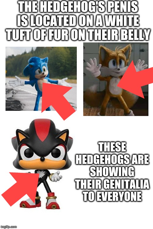 this illigal | THE HEDGEHOG'S PENIS IS LOCATED ON A WHITE TUFT OF FUR ON THEIR BELLY; THESE HEDGEHOGS ARE SHOWING THEIR GENITALIA TO EVERYONE | image tagged in blank white template,sonic the hedgehog,sonic movie,funny,memes | made w/ Imgflip meme maker