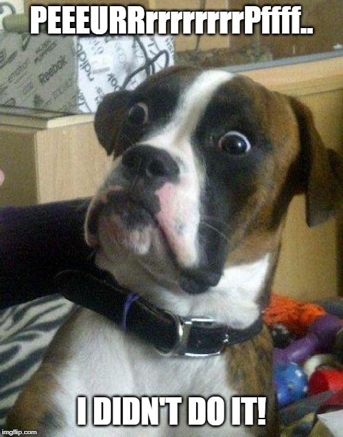 Surprised Dog | PEEEURRrrrrrrrrPffff.. I DIDN'T DO IT! | image tagged in surprised dog | made w/ Imgflip meme maker