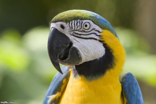 parrot | image tagged in parrot | made w/ Imgflip meme maker