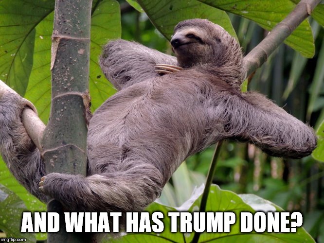 Lazy Sloth | AND WHAT HAS TRUMP DONE? | image tagged in lazy sloth | made w/ Imgflip meme maker