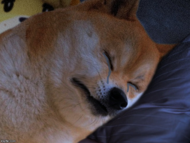 Doge crying | image tagged in doge crying | made w/ Imgflip meme maker