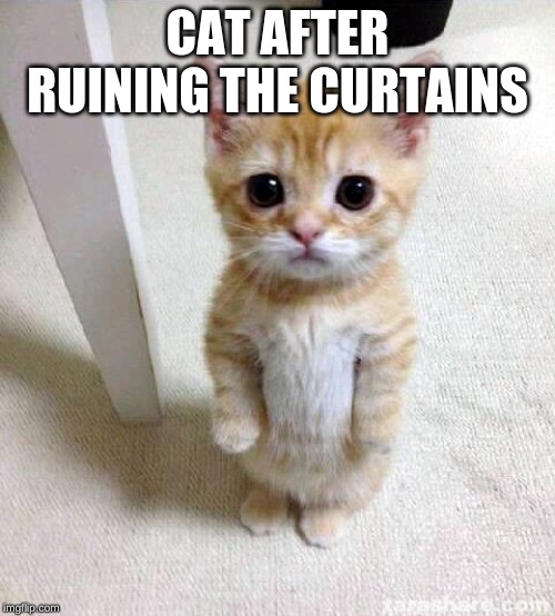 Cute Cat | CAT AFTER RUINING THE CURTAINS | image tagged in memes,cute cat | made w/ Imgflip meme maker