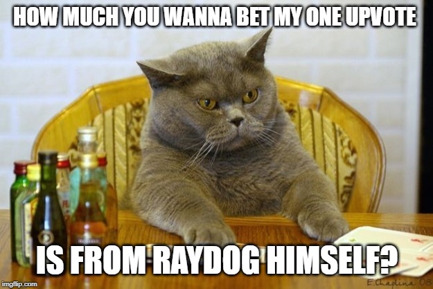 Gambling Sad Cat | HOW MUCH YOU WANNA BET MY ONE UPVOTE IS FROM RAYDOG HIMSELF? | image tagged in gambling sad cat | made w/ Imgflip meme maker