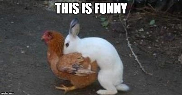 Easter eggs | THIS IS FUNNY | image tagged in easter eggs | made w/ Imgflip meme maker