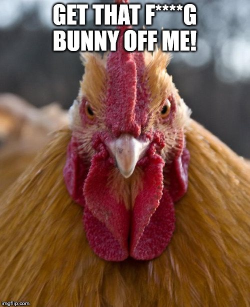 Angry Chicken | GET THAT F****G BUNNY OFF ME! | image tagged in angry chicken | made w/ Imgflip meme maker
