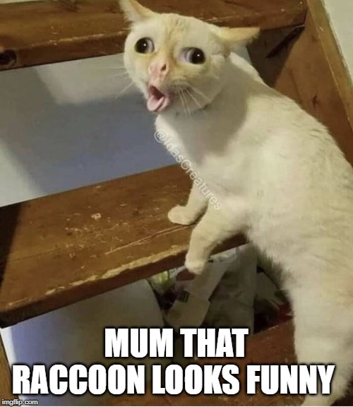 Cat Cough | MUM THAT RACCOON LOOKS FUNNY | image tagged in cat cough | made w/ Imgflip meme maker