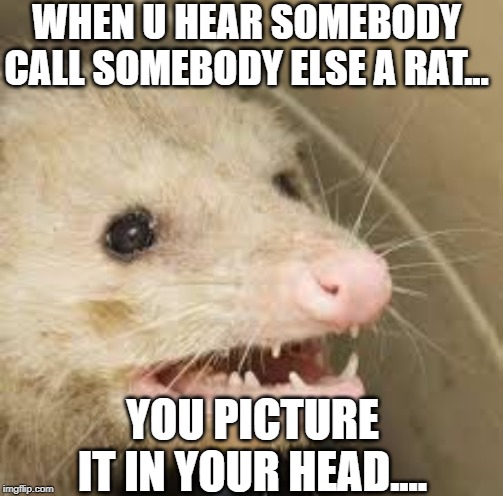 When a rat show's up... | WHEN U HEAR SOMEBODY CALL SOMEBODY ELSE A RAT... YOU PICTURE IT IN YOUR HEAD.... | image tagged in when a rat show's up | made w/ Imgflip meme maker