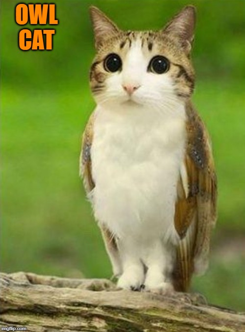 OWL CAT | made w/ Imgflip meme maker