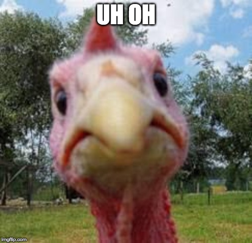 turkey | UH OH | image tagged in turkey | made w/ Imgflip meme maker