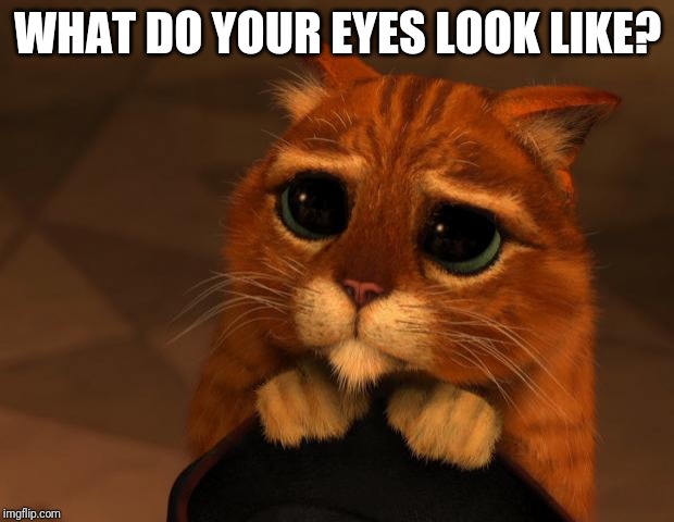 puss in boots eyes | WHAT DO YOUR EYES LOOK LIKE? | image tagged in puss in boots eyes | made w/ Imgflip meme maker