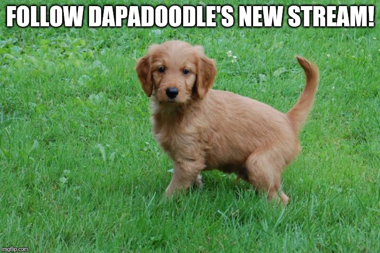 golden doodle | FOLLOW DAPADOODLE'S NEW STREAM! | image tagged in golden doodle | made w/ Imgflip meme maker