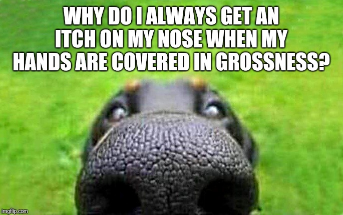 upvote | WHY DO I ALWAYS GET AN ITCH ON MY NOSE WHEN MY HANDS ARE COVERED IN GROSSNESS? | image tagged in upvote | made w/ Imgflip meme maker