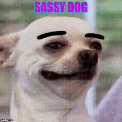 dog | SASSY DOG | image tagged in memes,funny | made w/ Imgflip meme maker