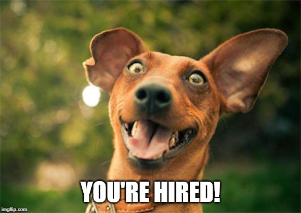 Happy dog | YOU'RE HIRED! | image tagged in happy dog | made w/ Imgflip meme maker