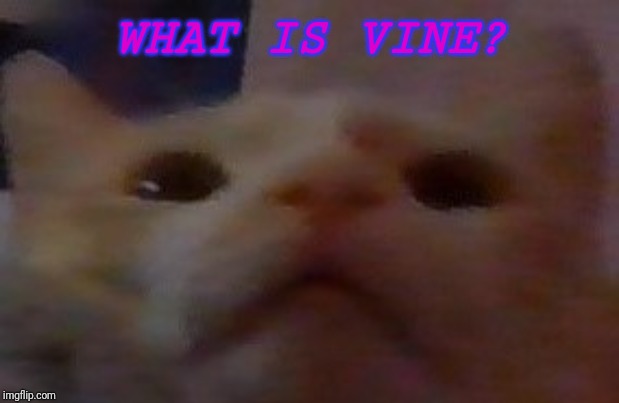 What? |  WHAT IS VINE? | image tagged in what | made w/ Imgflip meme maker