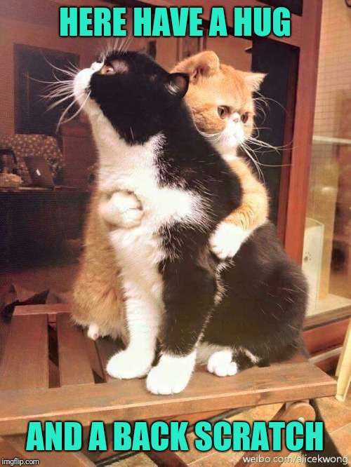 cats hugging | HERE HAVE A HUG AND A BACK SCRATCH | image tagged in cats hugging | made w/ Imgflip meme maker