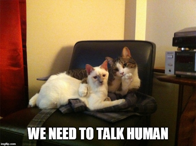 WE NEED TO TALK HUMAN | image tagged in cats,funny cats | made w/ Imgflip meme maker
