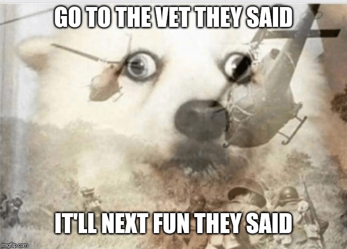 View Dog War Flashback Meme Template Pics