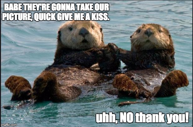Otter Couple | BABE THEY'RE GONNA TAKE OUR PICTURE, QUICK GIVE ME A KISS. uhh, NO thank you! | image tagged in otter couple | made w/ Imgflip meme maker
