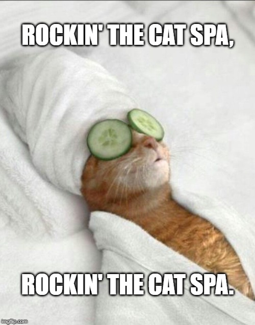 ROCKIN' THE CAT SPA, ROCKIN' THE CAT SPA. | image tagged in funny memes | made w/ Imgflip meme maker