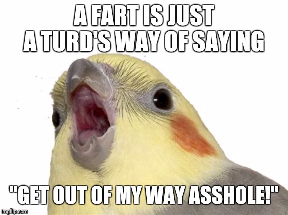 So thick you can taste it | A FART IS JUST A TURD'S WAY OF SAYING; "GET OUT OF MY WAY ASSHOLE!" | image tagged in farts,poop,bird | made w/ Imgflip meme maker