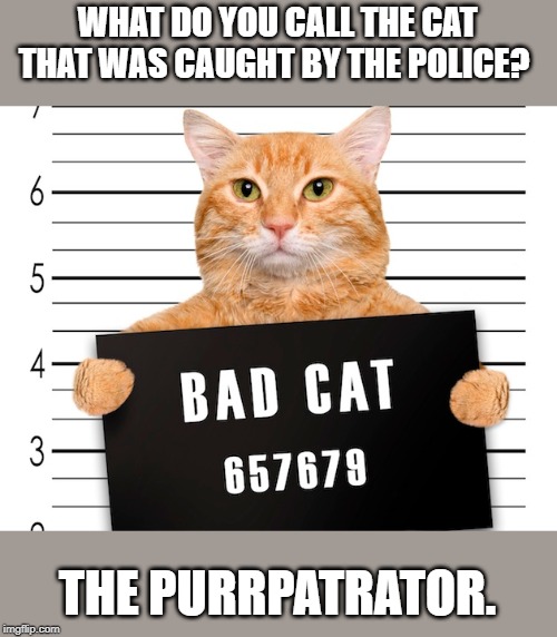 Bad cat | WHAT DO YOU CALL THE CAT THAT WAS CAUGHT BY THE POLICE? THE PURRPATRATOR. | image tagged in cats | made w/ Imgflip meme maker
