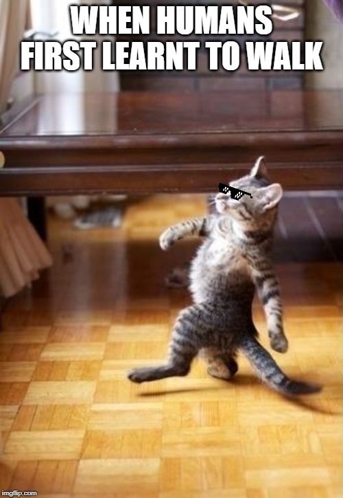 Cool Cat Stroll Meme | WHEN HUMANS FIRST LEARNT TO WALK | image tagged in memes,cool cat stroll | made w/ Imgflip meme maker