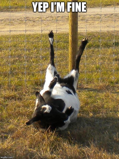 Fainting Goat | YEP I’M FINE | image tagged in fainting goat | made w/ Imgflip meme maker