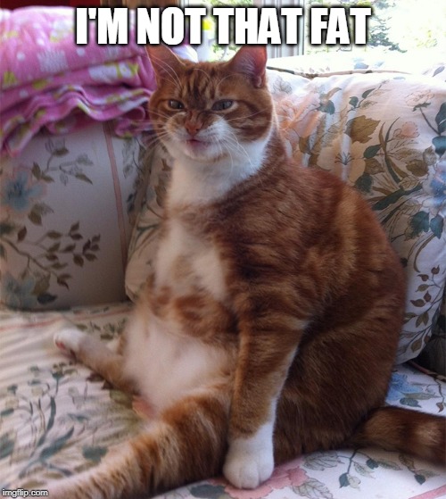 I'M NOT THAT FAT | image tagged in cats,funny cats | made w/ Imgflip meme maker