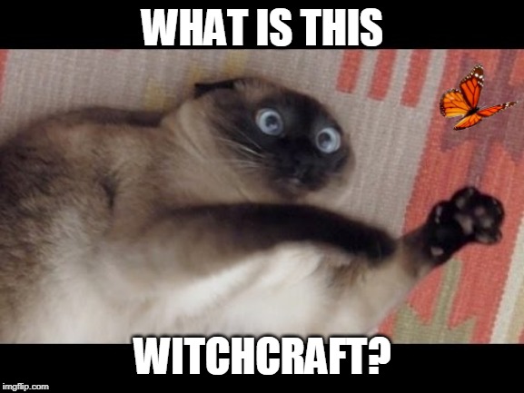 WHAT IS THIS; WITCHCRAFT? | image tagged in cats,funny cats | made w/ Imgflip meme maker