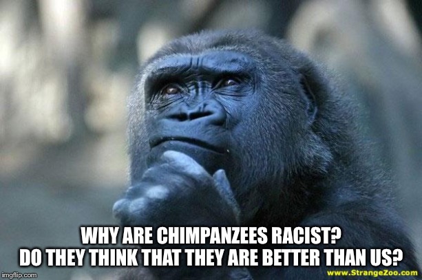 Deep Thoughts | WHY ARE CHIMPANZEES RACIST?
DO THEY THINK THAT THEY ARE BETTER THAN US? | image tagged in deep thoughts | made w/ Imgflip meme maker