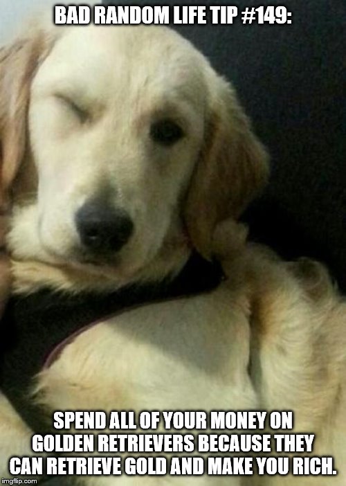 Golden Retriever Winking | BAD RANDOM LIFE TIP #149:; SPEND ALL OF YOUR MONEY ON GOLDEN RETRIEVERS BECAUSE THEY CAN RETRIEVE GOLD AND MAKE YOU RICH. | image tagged in golden retriever winking | made w/ Imgflip meme maker
