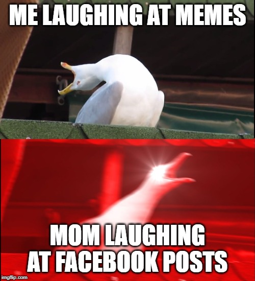 Screaming bird | ME LAUGHING AT MEMES; MOM LAUGHING AT FACEBOOK POSTS | image tagged in screaming bird | made w/ Imgflip meme maker