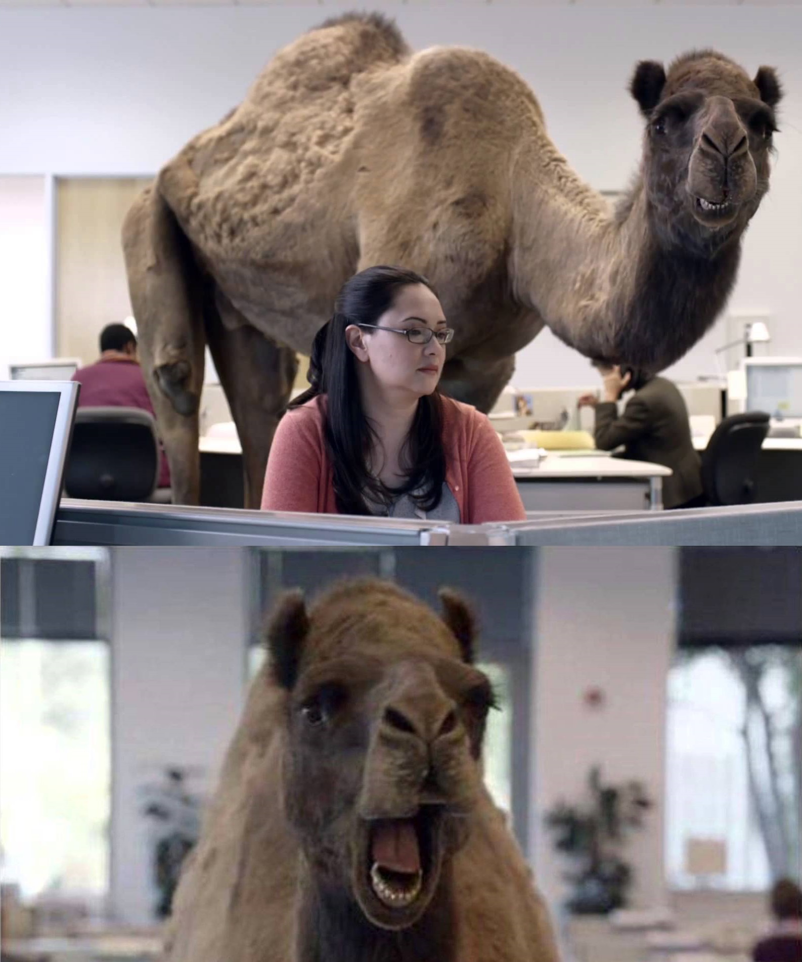 Hump day Blank Meme Template