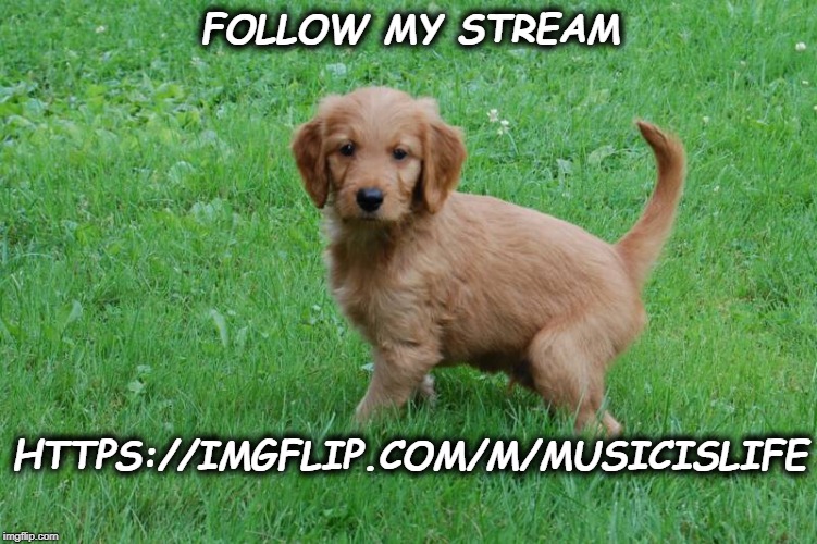 golden doodle | FOLLOW MY STREAM; HTTPS://IMGFLIP.COM/M/MUSICISLIFE | image tagged in golden doodle | made w/ Imgflip meme maker